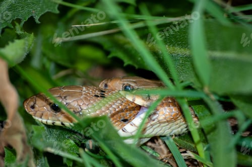 Preview: Two ladder snakes biting male female reproduction