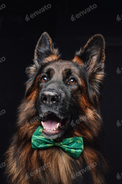 Preview: Belgian shepherd with green bow tie against dark background