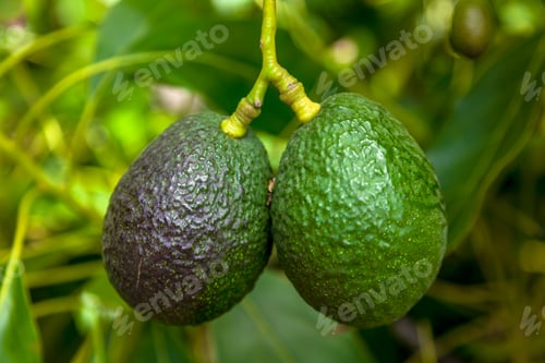 Preview: Ripe of Avocados