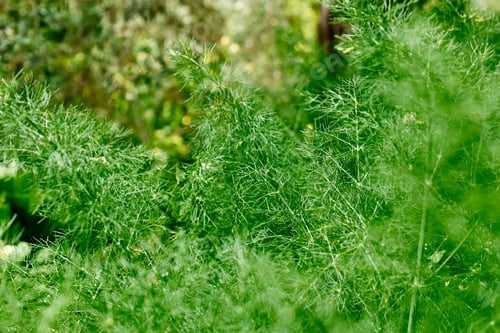 Preview: Nature green background of dill leaves. Defocused lush foliage in spring or summer garden