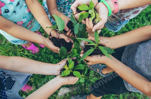 Preview: children plant plants together in their hands. Selective focus.
