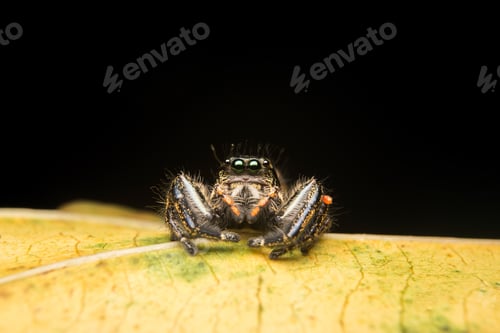 Preview: Jumping spider predator nature habitat