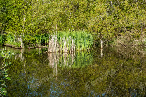 Preview: Trees And Reeds Are Reflected On The Surface Of A Pond In Normandy Park, Washington.