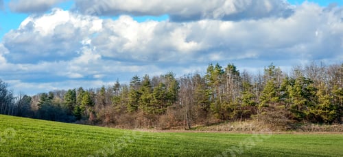 Preview: green field of winter wheat and pine in the forest