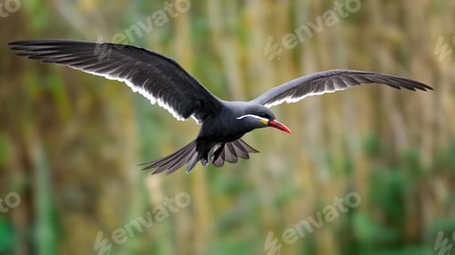 Preview: Inca tern (Larosterna inca)