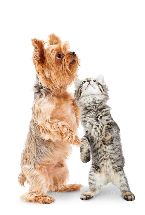 Preview: Playful Kitten and Puppy Dog Standing on Hind Legs