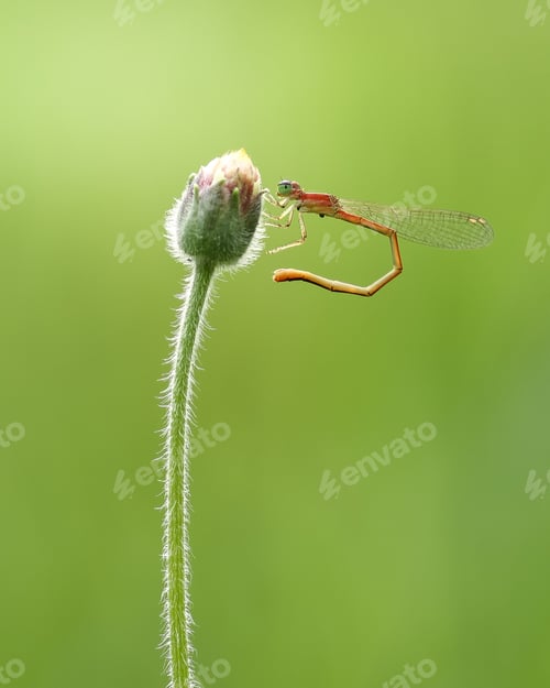 Preview: a beautiful damselfly