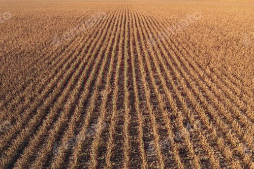 Preview: Diminishing perspective aerial shot of ripe soybean crops plantation field ready for harvest