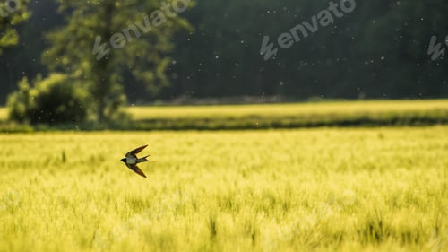 Preview: Swallow over a wheat field