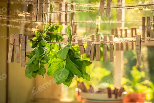 Preview: Rustic dryer with mint leaves hanging on lines with claps