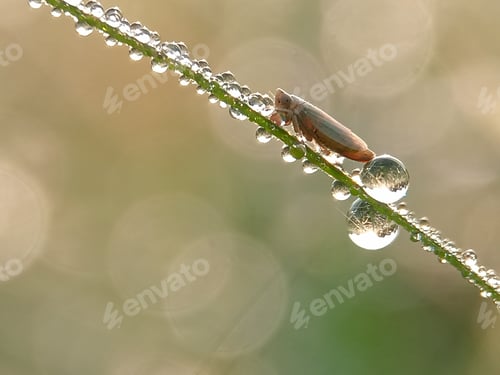 Preview: Insect