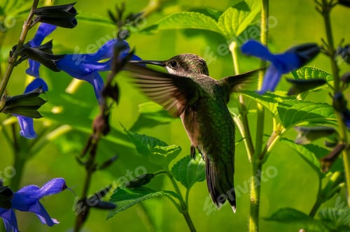 Preview: Hummingbird and Blue Flowers in a Lush Garden