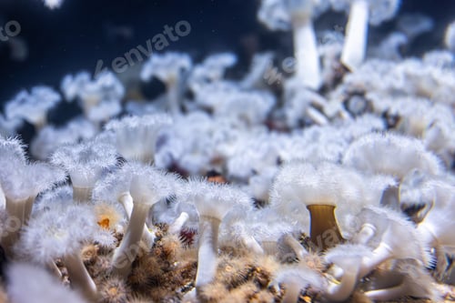 Preview: White forest of anemones on reef. Underwater texture.