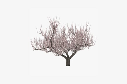Preview: Flowering peach tree with bare trunk