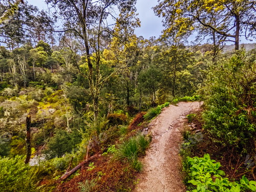 Preview: Blue Derby Bike Network Tasmania Australia