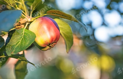 Preview: Fresh apple in the garden