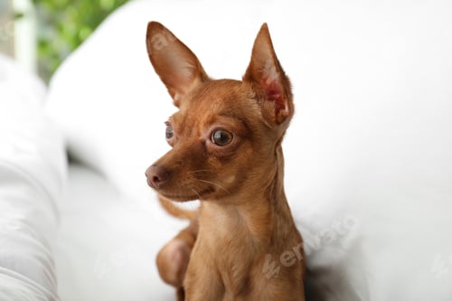 Preview: Cute toy terrier on bed. Domestic dog