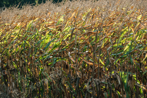 Preview: autumnal withering corn field during windy weather