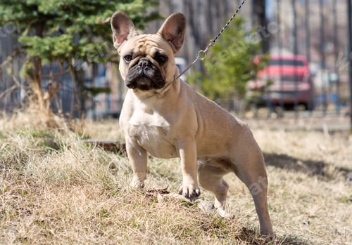 Preview: An Early Morning Walk with cute French Bulldog