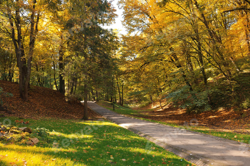 Preview: Pathway, fallen leaves and trees in beautiful park on autumn day