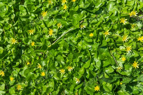 Preview: Flowers