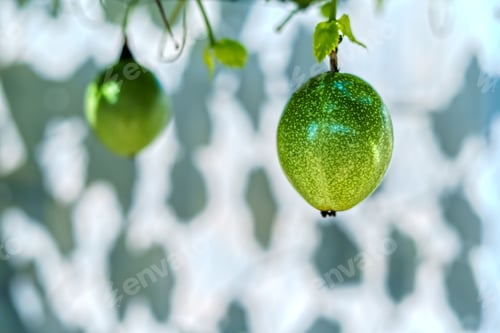 Preview: Fresh green passion fruit on the vine in the garden