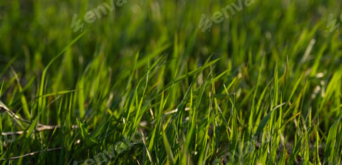 Preview: Green grass