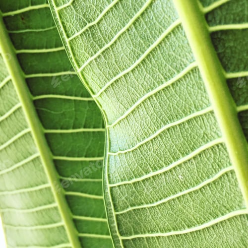 Preview: Natural green background