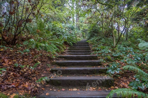 Preview: A Stairway Leads Up Through The Woods In Seattle, Washington.
