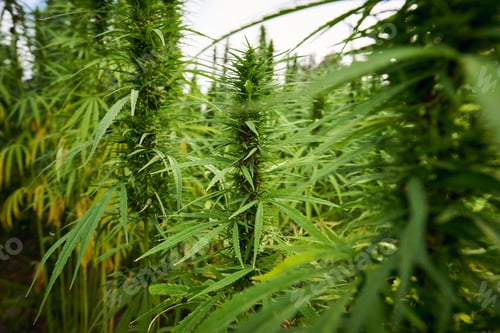 Preview: marijuana leaves cannabis plants in the farm background