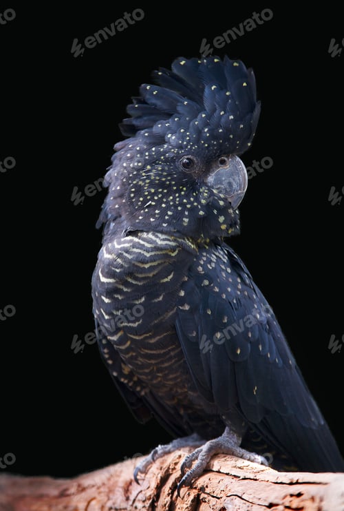 Preview: black cockatoo portrait