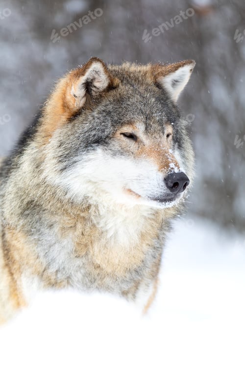 Preview: Focused wolf stands in beautiful and very cold winter forest
