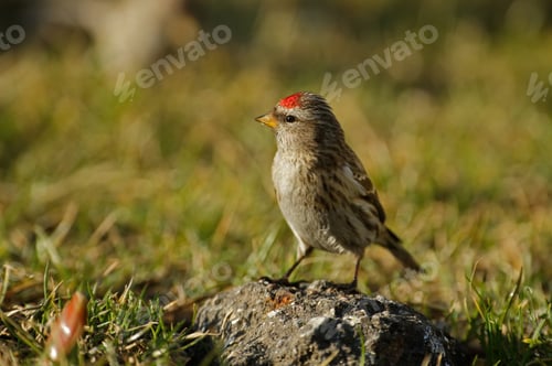 Preview: Redpoll (Carduelis flammea) is sitting on a stone