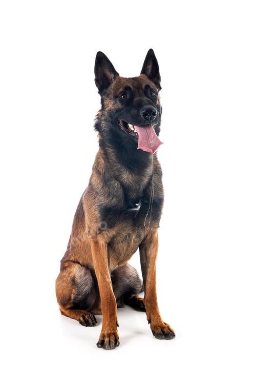 Preview: malinois in studio