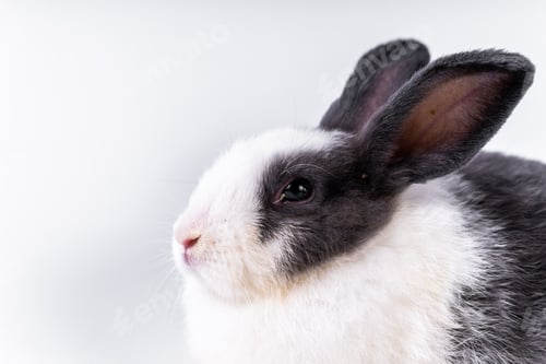 Preview: cute black and white rabbit isolated white background