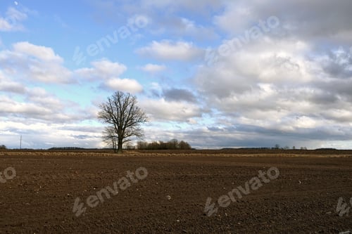 Preview: A lonely tree in the middle of plowed field.