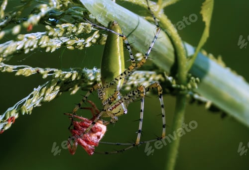 Preview: Macros shot of a Lynx spider on the grass78