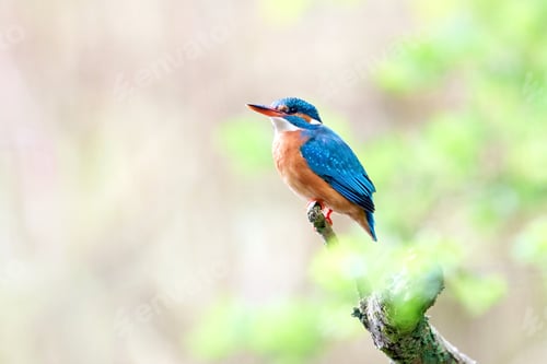 Vorschau: Eisvogel (Alcedo atthis)