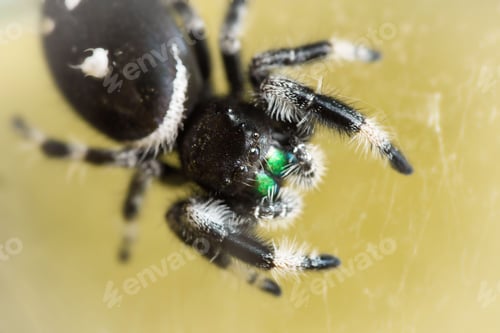 Preview: Macro shot of details on a fuzzy black jumping spider with green eyes