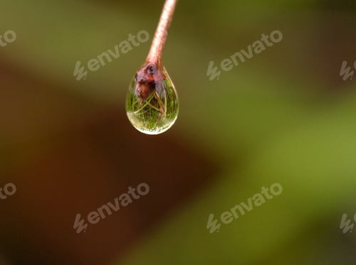 Preview: Dew, nature background photo