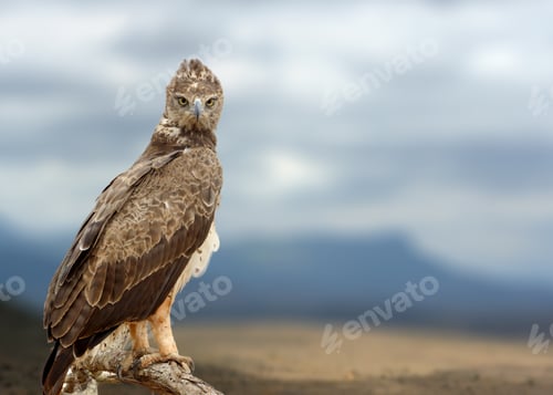 Preview: Tawny eagle (Aquila rapax) sitting on a branch tree, Africa, Ken