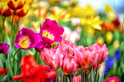 Preview: Multicolored tulips grow in the garden