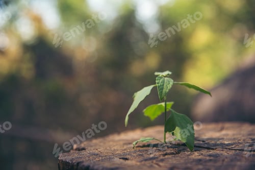 Visualização: Natureza, floresta, árvore verde, luz solar mágica, feixe de luz na floresta, fundo desfocado, horário de verão