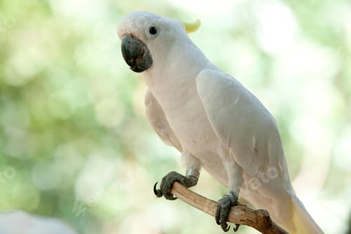Preview: bird, cockatoo, pet, parrotsss