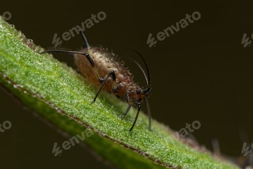Preview: Macro shot of Large Knapweed Aphid is crawling on a green stem against a dark background