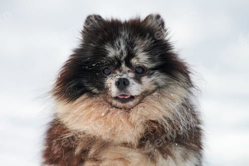 Preview: Pomeranian Spitz dog close up winter portrait on snow background, cute black marble with tan puppy