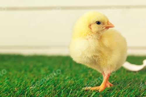 Preview: Little chicken on the grass