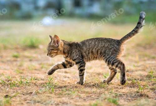 Preview: Little striped kitten walking