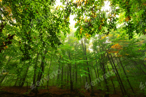Preview: forest