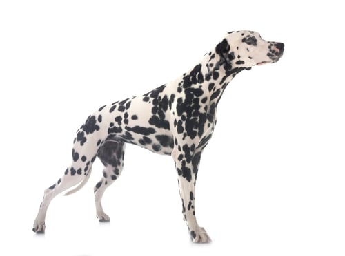 Preview: puppy dalmatian in studio